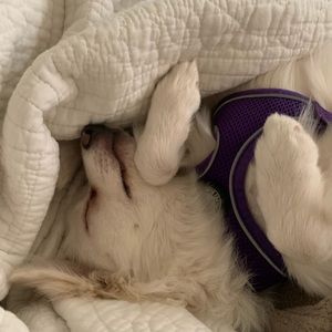 Meet your Posher, Sheyla